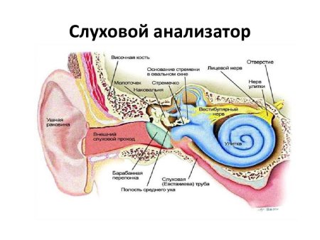 Органы чувств слух