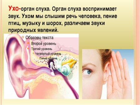 Строение строение слухового анализатора