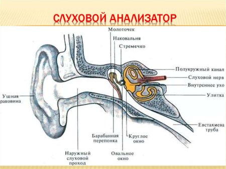 Строение слухового анализатора нервы