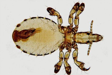 Haematopinus suis строение