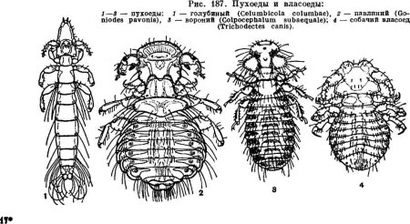 Блоха человеческая под микроскопом