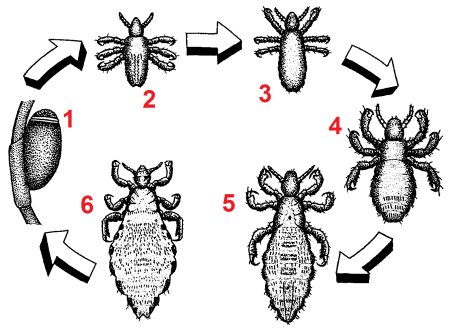Вошь платяная (Pediculus humanus humanus
