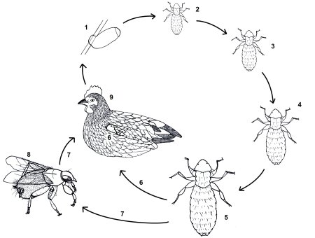 Насекомые паразиты животных