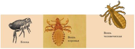 Pediculus humanus humanus хитин