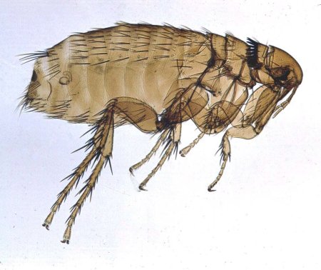 Отряд вши представители