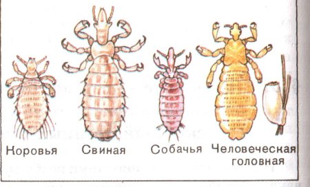Личинки клещей на животных