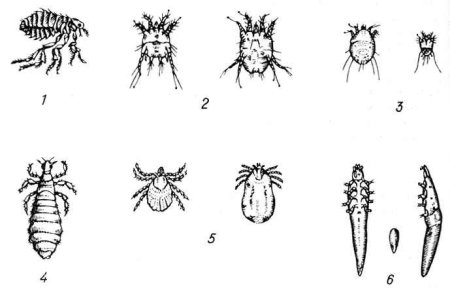 Блоха Кошачья под микроскопом
