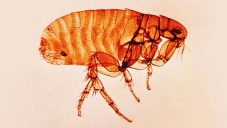 Отряд пухоеды и вши представители
