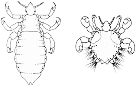 Вошь платяная (Pediculus humanus humanus