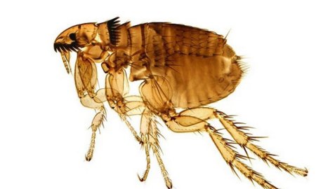 Животные вредители