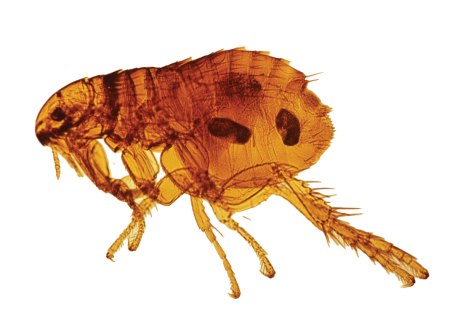 Внешние паразиты кошек