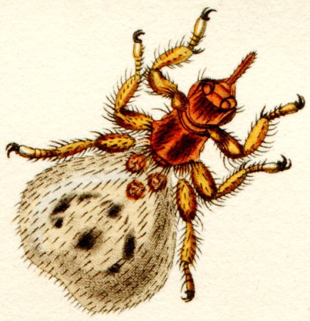 Наружные паразиты у собак