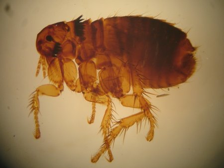 Заболевания которые переносят блохи