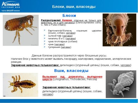 Подкожный клещ власоед у собак