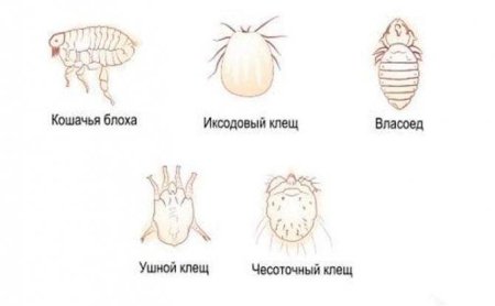 Расчёсы (экскориации) вшей