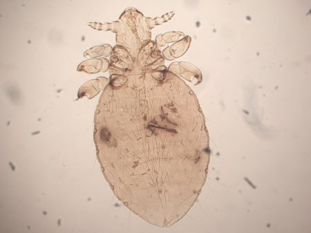 Строение блохи схема