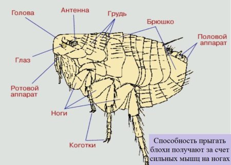 Цикл развития блохи