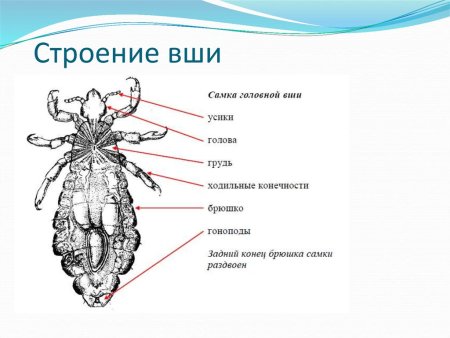 Головная вошь самка строение