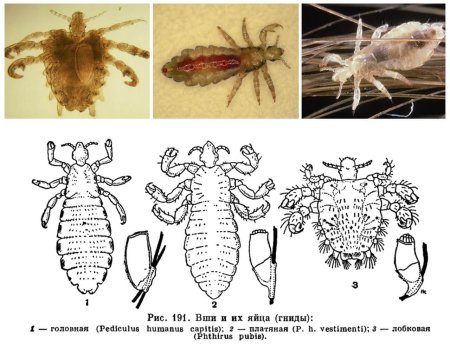 Как выглядят личинки блох