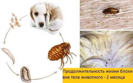 Вши паразитирующие на человеке схема