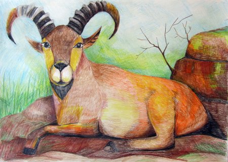 Рисунки редких животных