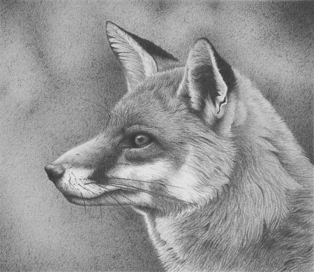 Животные карандашом