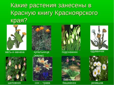 Какие растения занесены в красную книгу