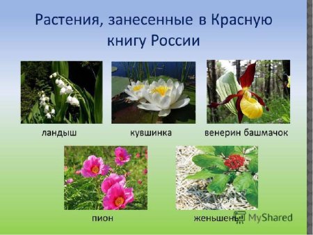 Растения занесенные в красную книгу