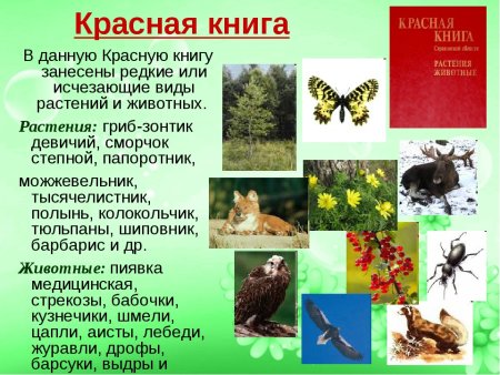 Растения и животные занесенные в красную книгу