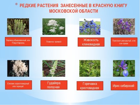 Редкие растения Московской области занесенные в красную книгу