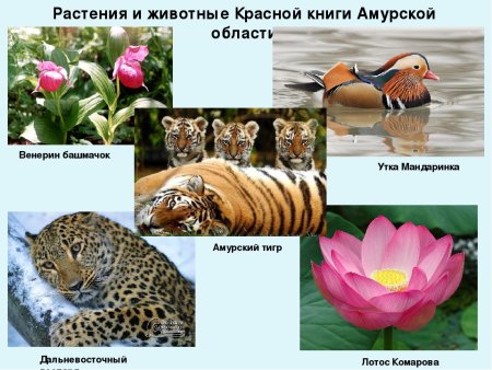 Заповедные уголки родного края