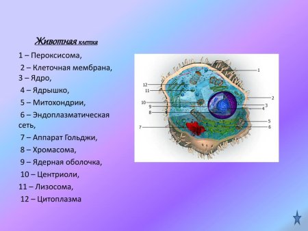 Строение клетки пероксисома