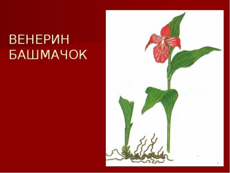 Рисование красной книги