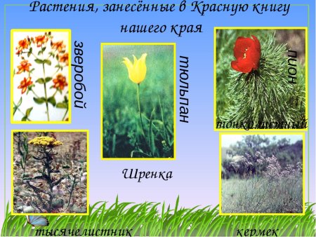 Животные и растения которые занесены занесены в красную книгу
