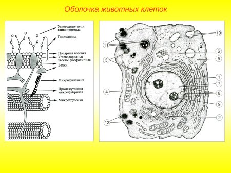 Внешняя оболочка животной клетки