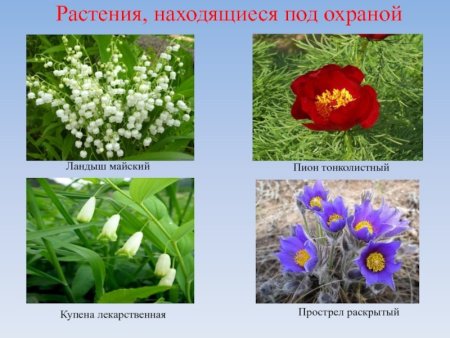 Животные и растения из красной книги Татарстана