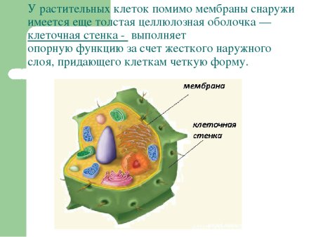 Клеточная мембрана растительной клетки