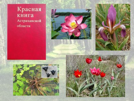 Животные и растения из красной книги
