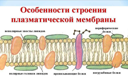 Структура клетки плазматическая мембрана