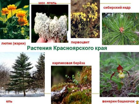 Редкие виды животных и растений