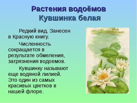 Растения Ростовской области занесенные в красную