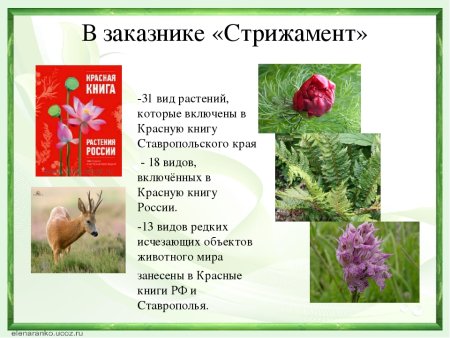 Растения и животные Ставропольского края занесенные в красную книгу