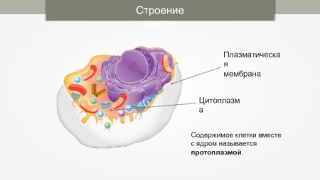 Строение клетки: плазматическая мембрана, цитоплазма.