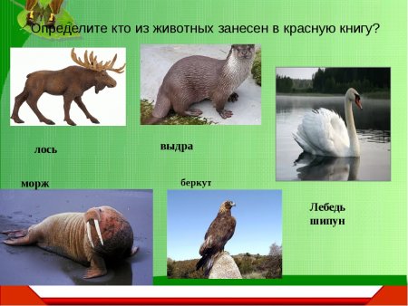 Животные занесенные в красную книгу рисунки