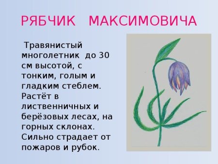 Прострел раскрытый описание