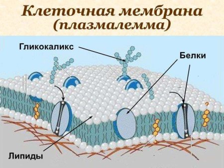Строение мембраны клетки гликокаликс