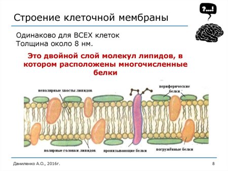 Клеточная оболочка мембрана строение