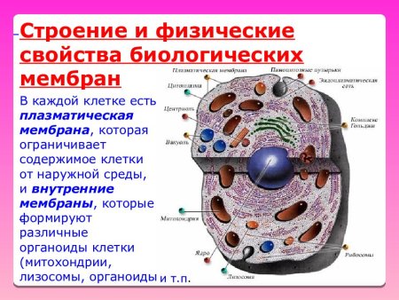 Плазматическая мембрана строение органоида