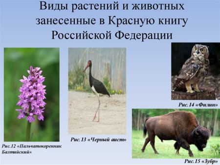 Животные которые занесены в красную книгу Ростовской области