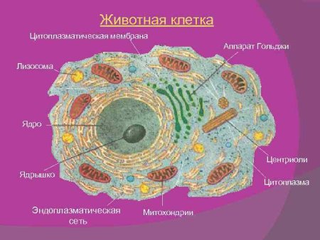 Цитоплазматическая мембрана в клетке